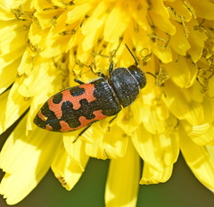 Acmaeodera ottomana