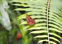 Euthalia aconthea gurda