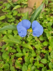 Commelina erecta