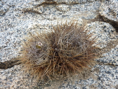 Eriosyce confinis