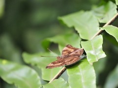 Euthalia aconthea gurda