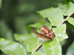 Euthalia aconthea gurda