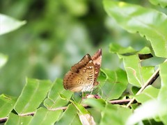 Euthalia aconthea gurda