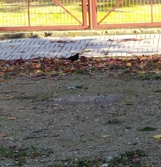 Turdus merula