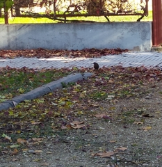 Turdus merula