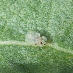 Corythucha immaculata