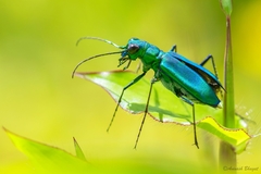 Cicindela whithillii