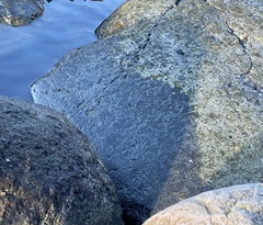 Calothrix scopulorum