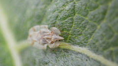 Corythucha immaculata