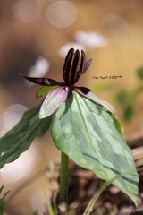 Trillium stamineum