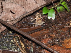 Ingerophrynus divergens