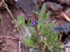 Lavandula canariensis subsp. canariensis image