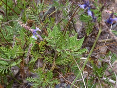 Lavandula canariensis subsp. canariensis image