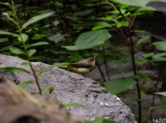 Motacilla cinerea cinerea