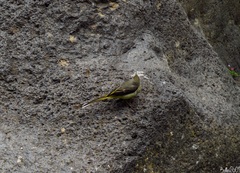 Motacilla cinerea cinerea