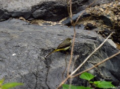 Motacilla cinerea cinerea