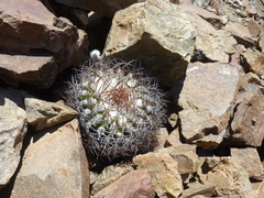 Eriosyce rodentiophila