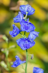 Delphinium malabaricum