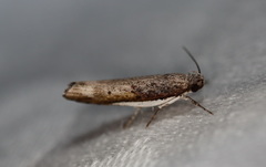 Xylorycta melaleucae