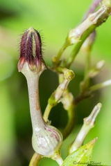 Ceropegia bulbosa