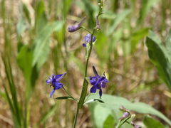 Delphinium hesperium
