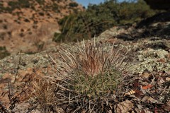Echinofossulocactus ochoterenaus