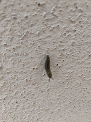 Insecta