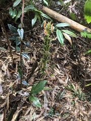 Cryptostylis arachnites