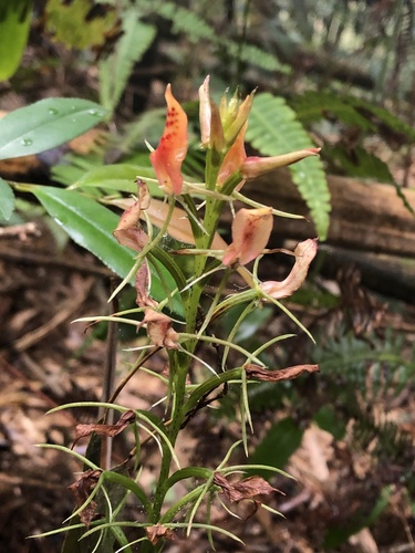 Cryptostylis arachnites iNat (2)