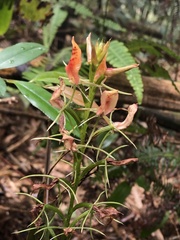 Cryptostylis arachnites