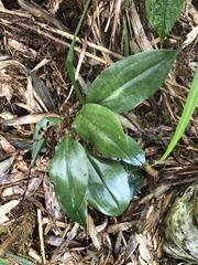 Cryptostylis arachnites