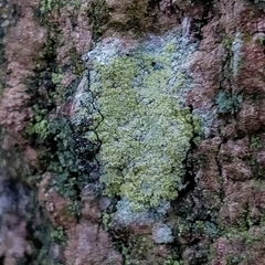 Lecanora barkmaniana