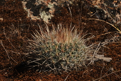Echinofossulocactus ochoterenaus