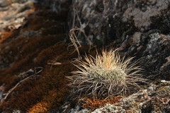 Echinofossulocactus ochoterenaus