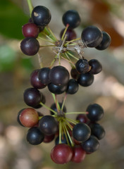 Smilax calophylla