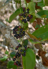 Smilax calophylla