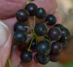 Smilax calophylla