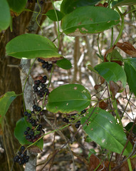 Smilax calophylla