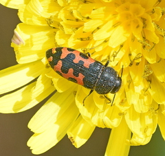 Acmaeodera ottomana