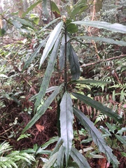 Aucuba chinensis