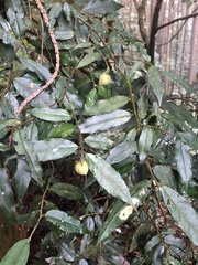 Camellia salicifolia