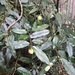 Camellia salicifolia - Photo (c) JODY HSIEH,  זכויות יוצרים חלקיות (CC BY-NC), הועלה על ידי JODY HSIEH