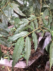 Camellia salicifolia