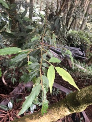 Camellia salicifolia