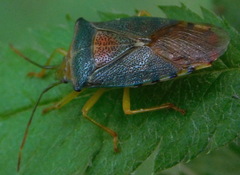 Acanthosoma denticaudum