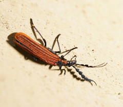 Pseudolycus marginatus