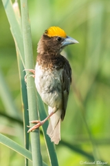 Ploceus benghalensis