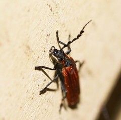 Pseudolycus marginatus