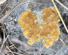 Caloplaca eugyra