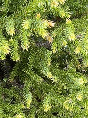 Athrotaxis selaginoides